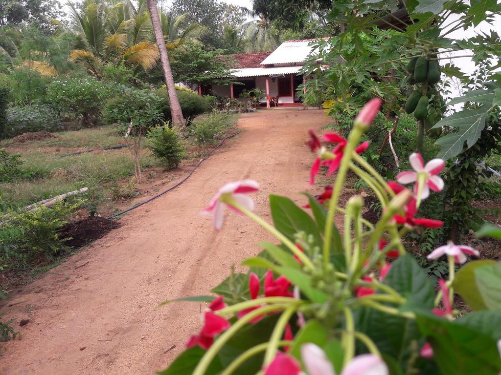 Sigiri Picaso Home Stay Sigiriya Camera foto