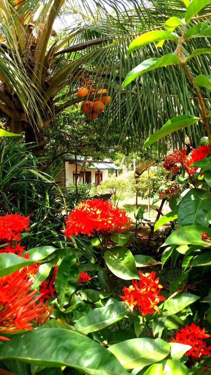 Sigiri Picaso Home Stay Sigiriya Esterno foto